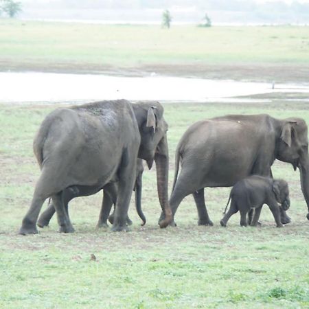 Sethway Village Minneriya Luaran gambar